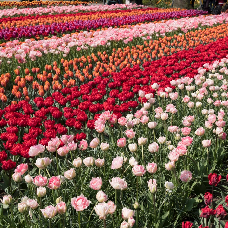A photography tour of Keukenhof tulip gardens. Keukenhof is the most beautiful garden in the world, with 7 million bulbs and 800 varieties of tulips.
